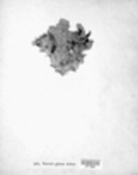 Platismatia glauca image